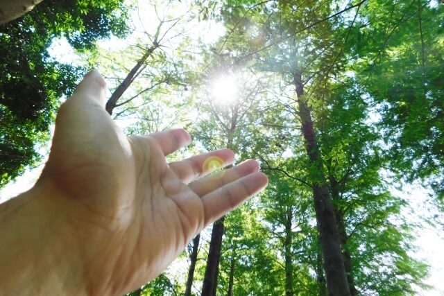 森の中で光に向かって手を指し伸ばしている